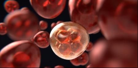 Investigadores de la UAB estudian cómo ha cambiado la manera de reproducirse de los seres vivos a lo largo del tiempo