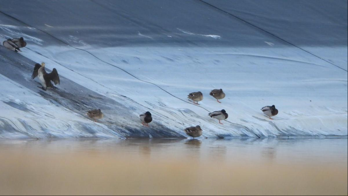 Reto visual: ¿Cuál de estas aves no es un pato?