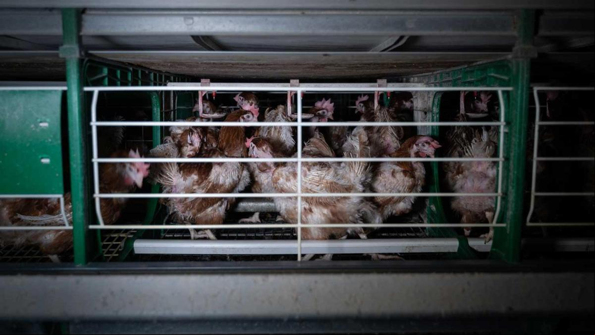 Arrecia la campaña para sacar a las gallinas de las jaulas