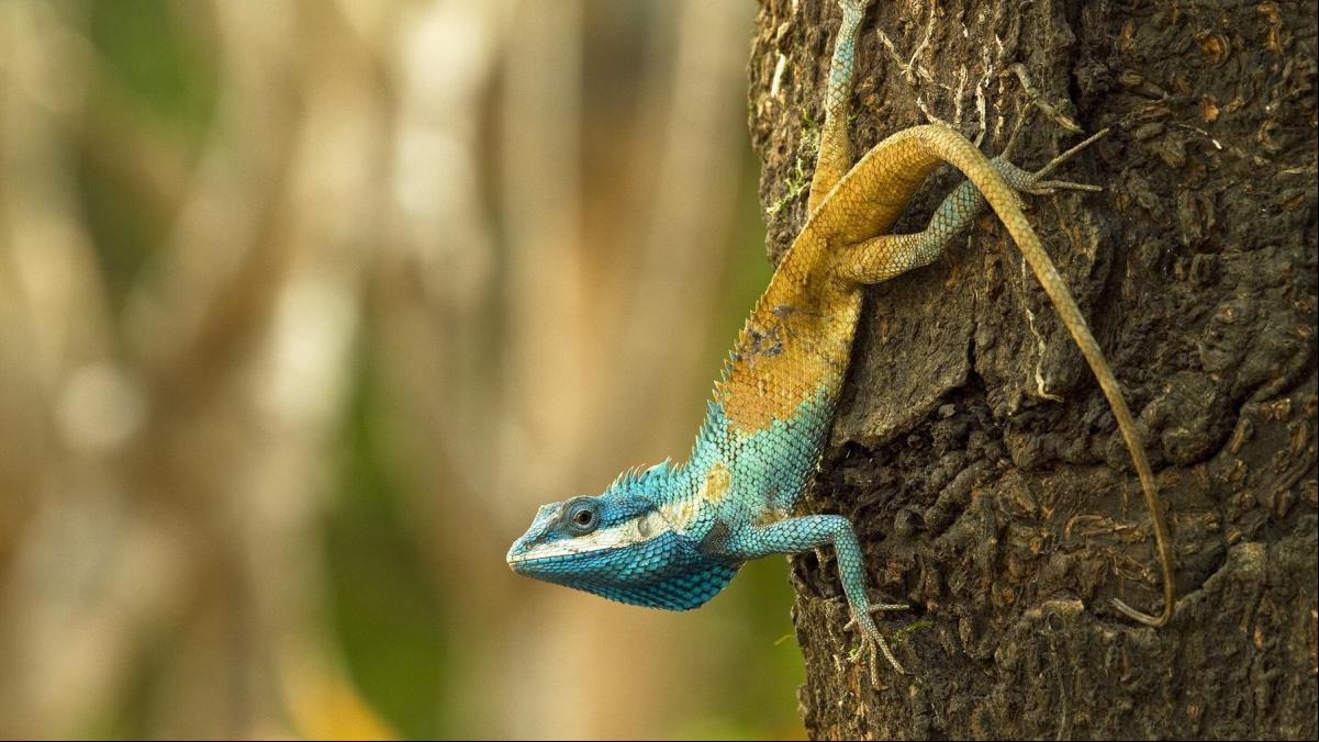Una lagartija agresiva que cambia de color, cabeza de lista de 380 especies descubiertas en el Mekong