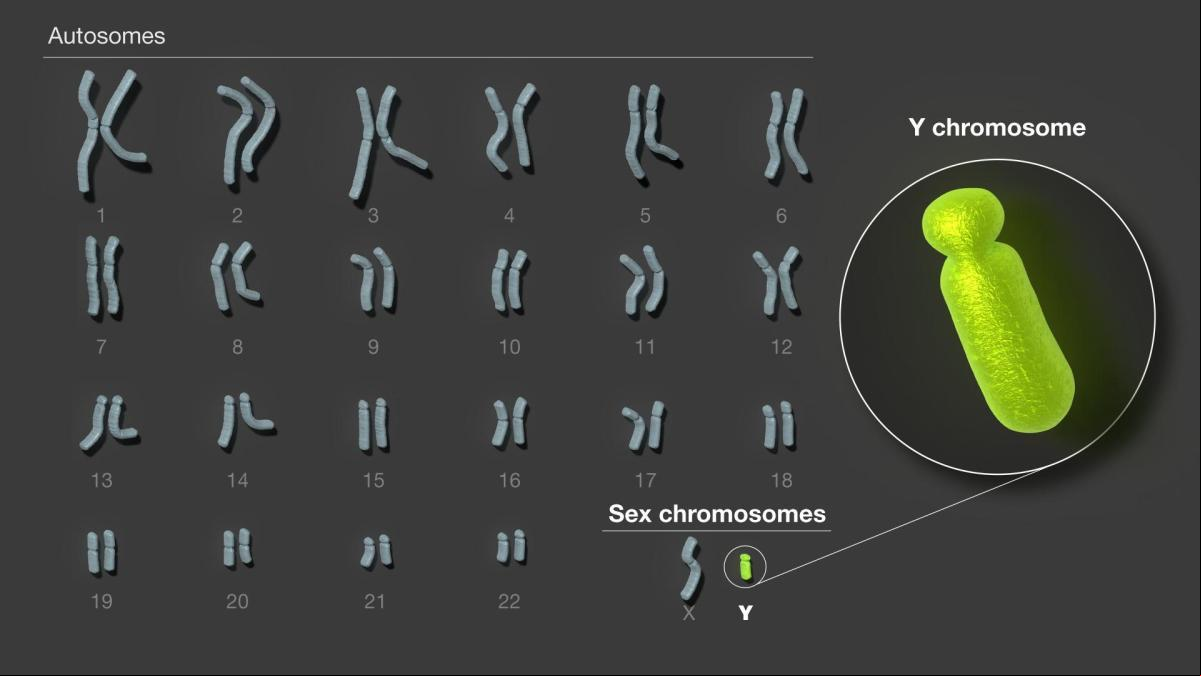 Descifran la última pieza misteriosa del genoma humano: el cromosoma sexual masculino