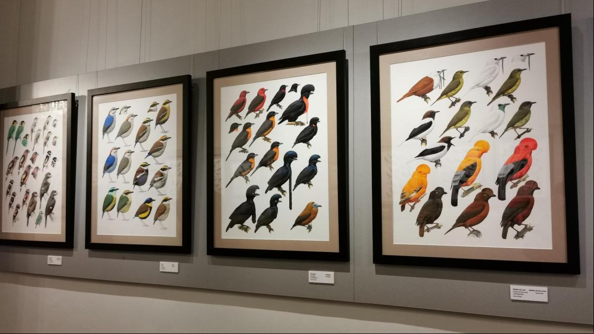 Las aves más bellas del mundo