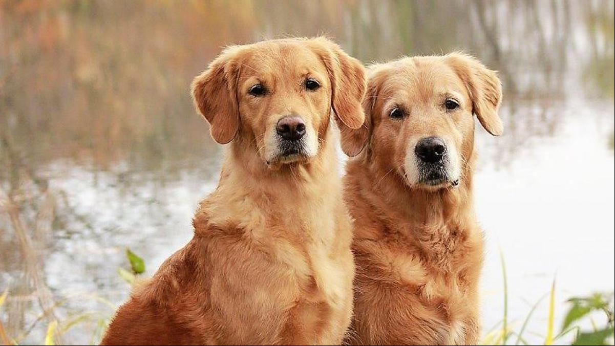¿Clonarías tu perro o gato por 50.000 euros? “Los animales no serán nunca idénticos”