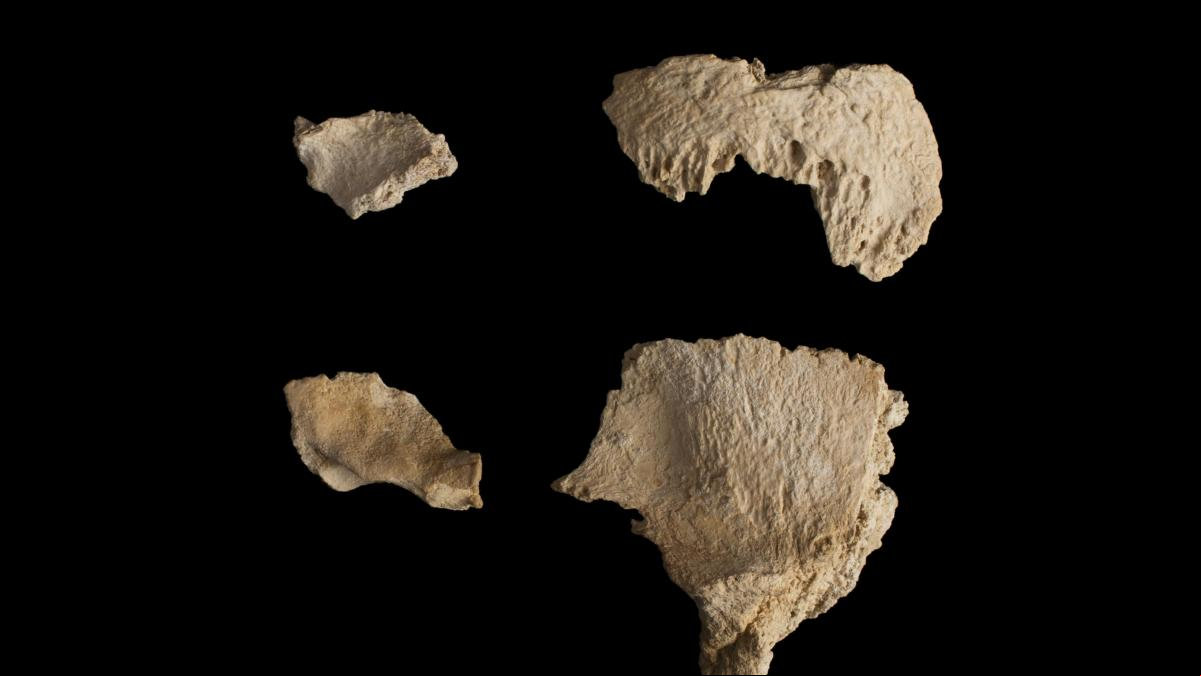 El supuesto neandertal del Abric Romaní tenía cuernos: era un ciervo