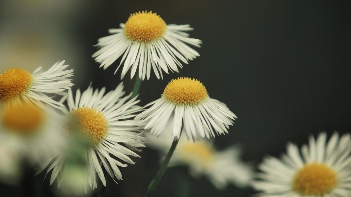 4 flores comestibles que puedes cultivar en tu jardín