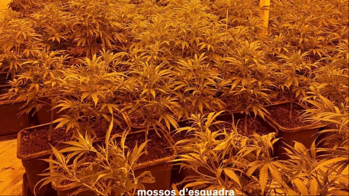 Detenidas 10 personas por cultivo de marihuana en La Segarra y Osona