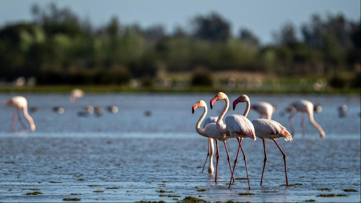De Doñana a Jabugo: la ruta del jamón entre pueblos blancos y playas salvajes