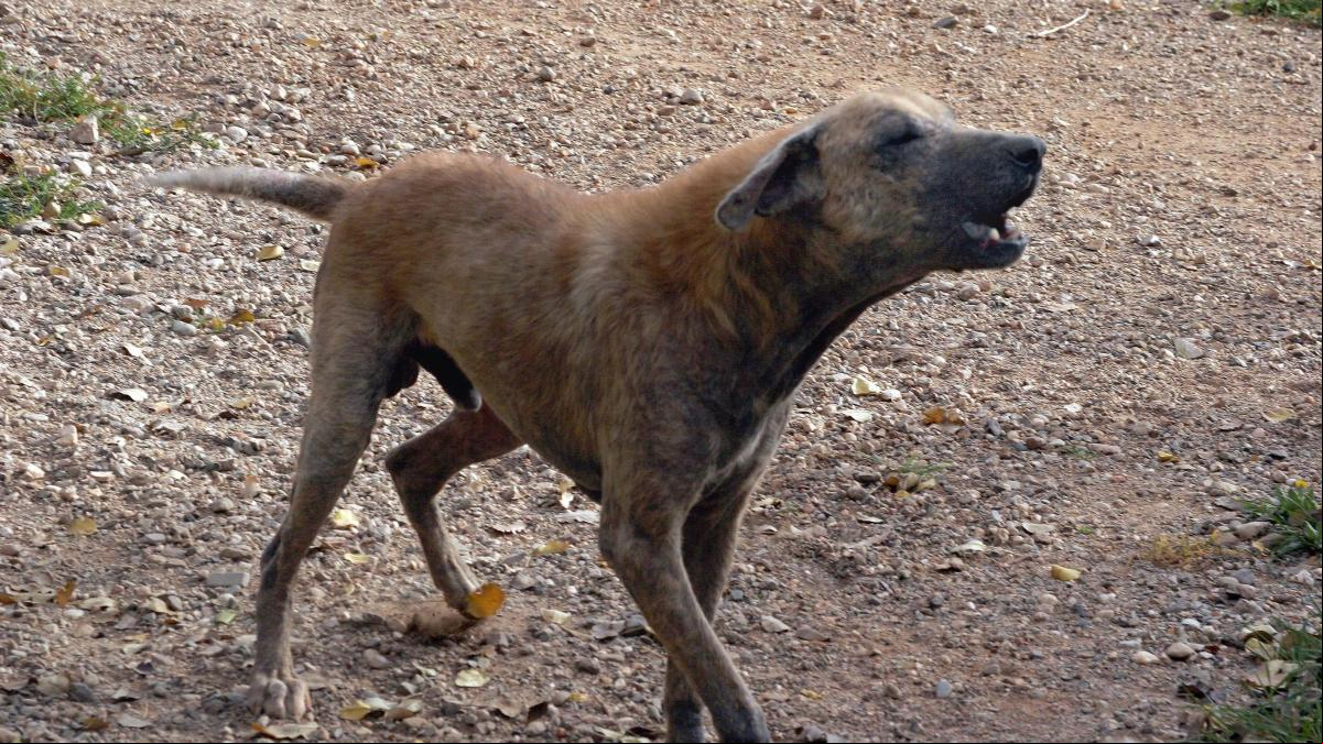 Els gossos salvatges causen tres vegades més atacs al bestiar que els llops