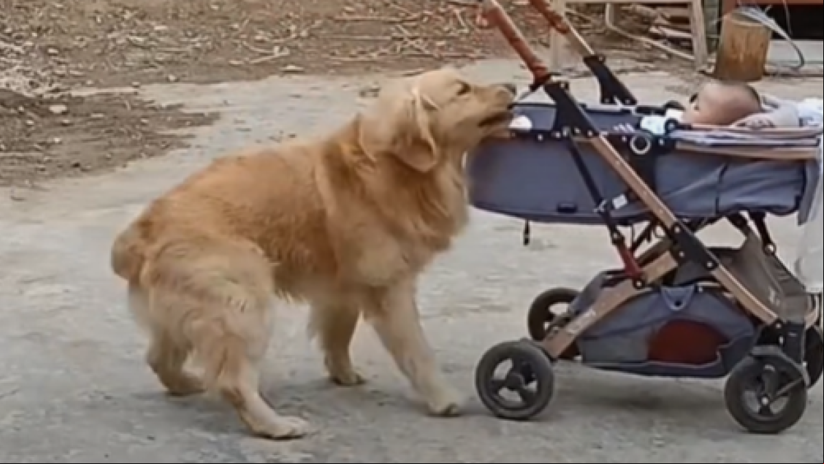 La cámara de seguridad graba la heroica reacción de un golden retriever al rescatar el carrito en movimiento de su hermanito humano: “Tan orgulloso”