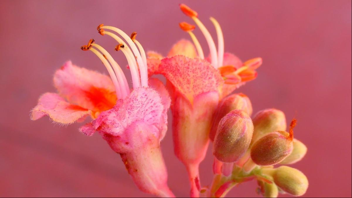 Descubre el espléndido florecimiento del castaño chino en primavera