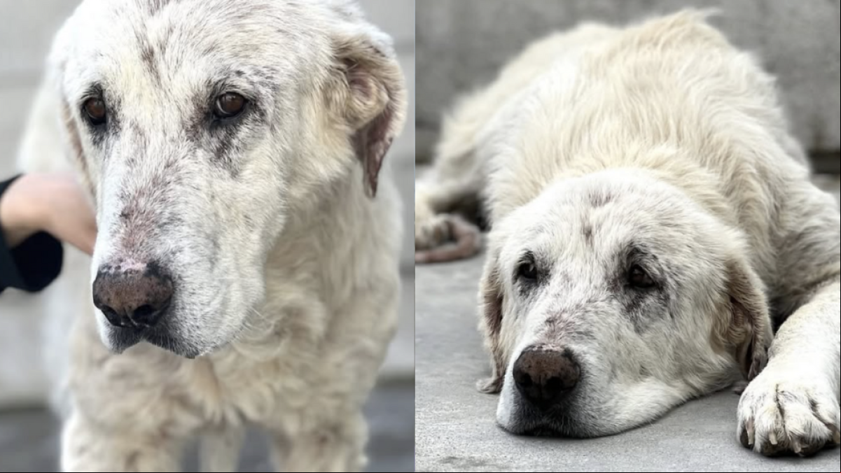 Otto, la dura historia del mastín abandonado en la Cañada Real, que busca familia definitiva