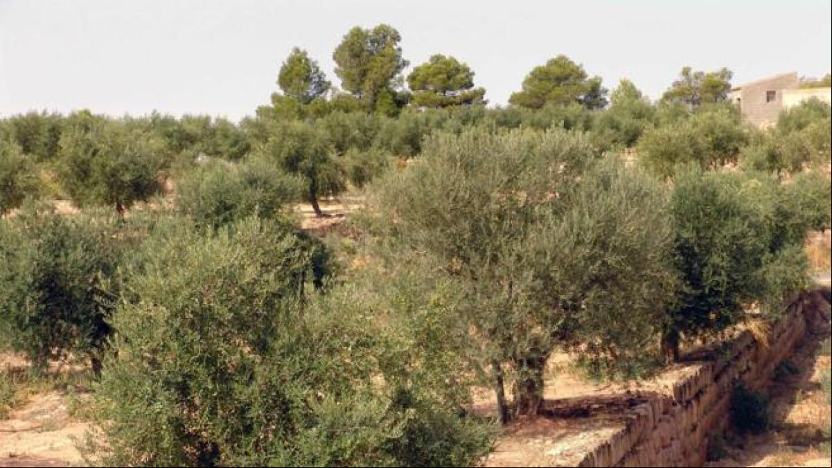 Los Mossos pillan in fraganti a tres hombres robando aceitunas en Les Garrigues