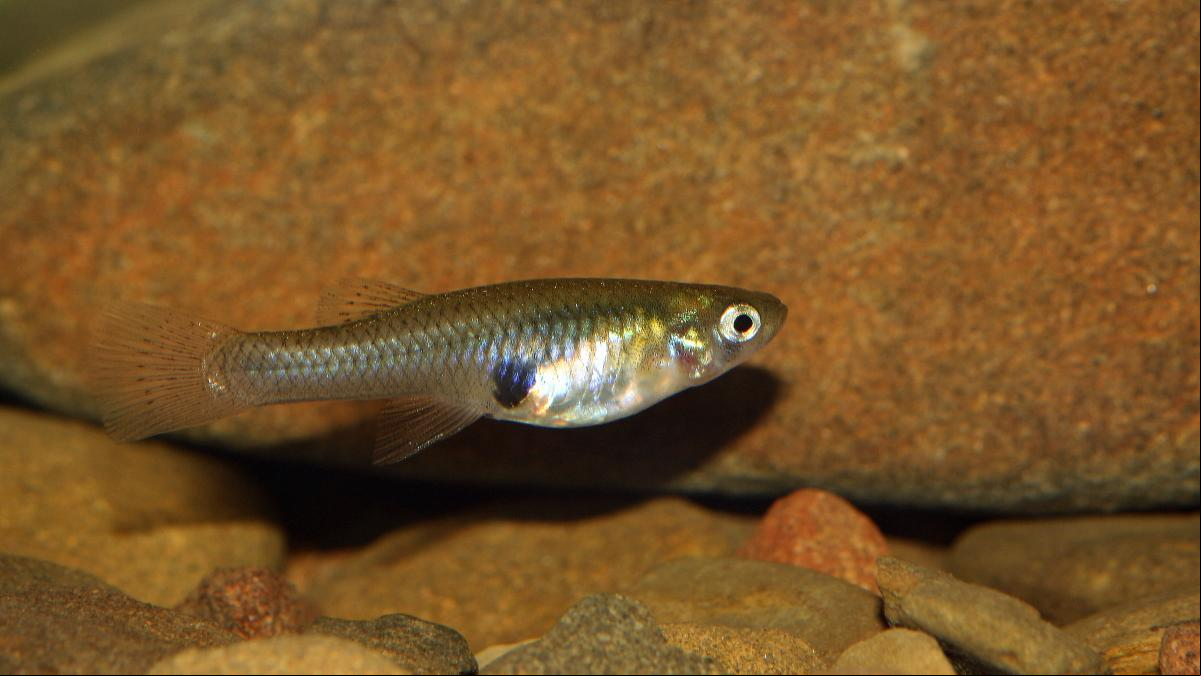 Los machos del pez mosquito desarrollan su inteligencia para mejorar su capacidad de ‘cautivar’ a las hembras y así reproducirse