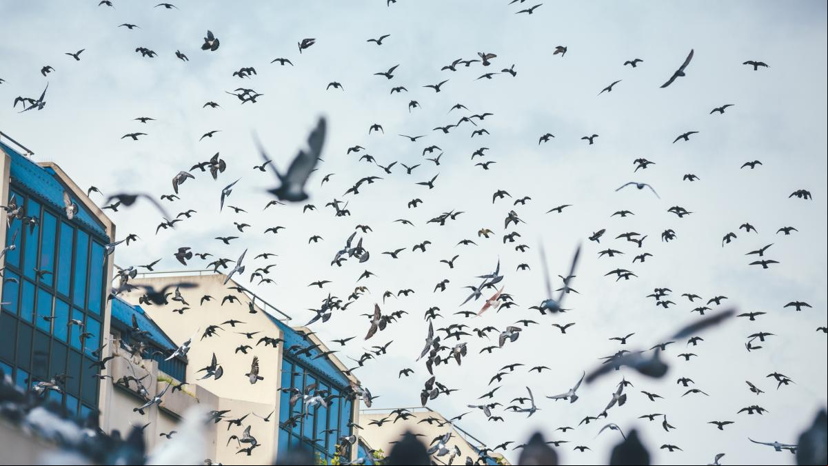 Adiós a las palomas de tu terraza y jardín: el color que las confunde y ahuyenta, y que además da un toque moderno al exterior de tu casa