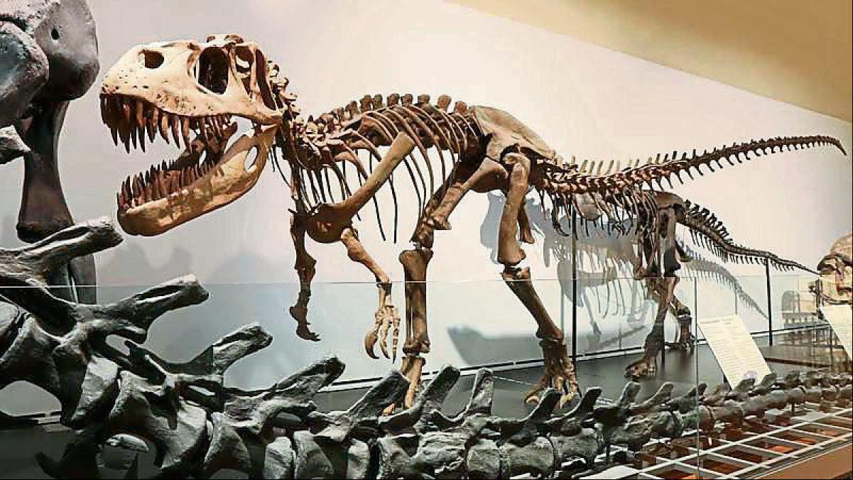 Más allá de los dinosaurios