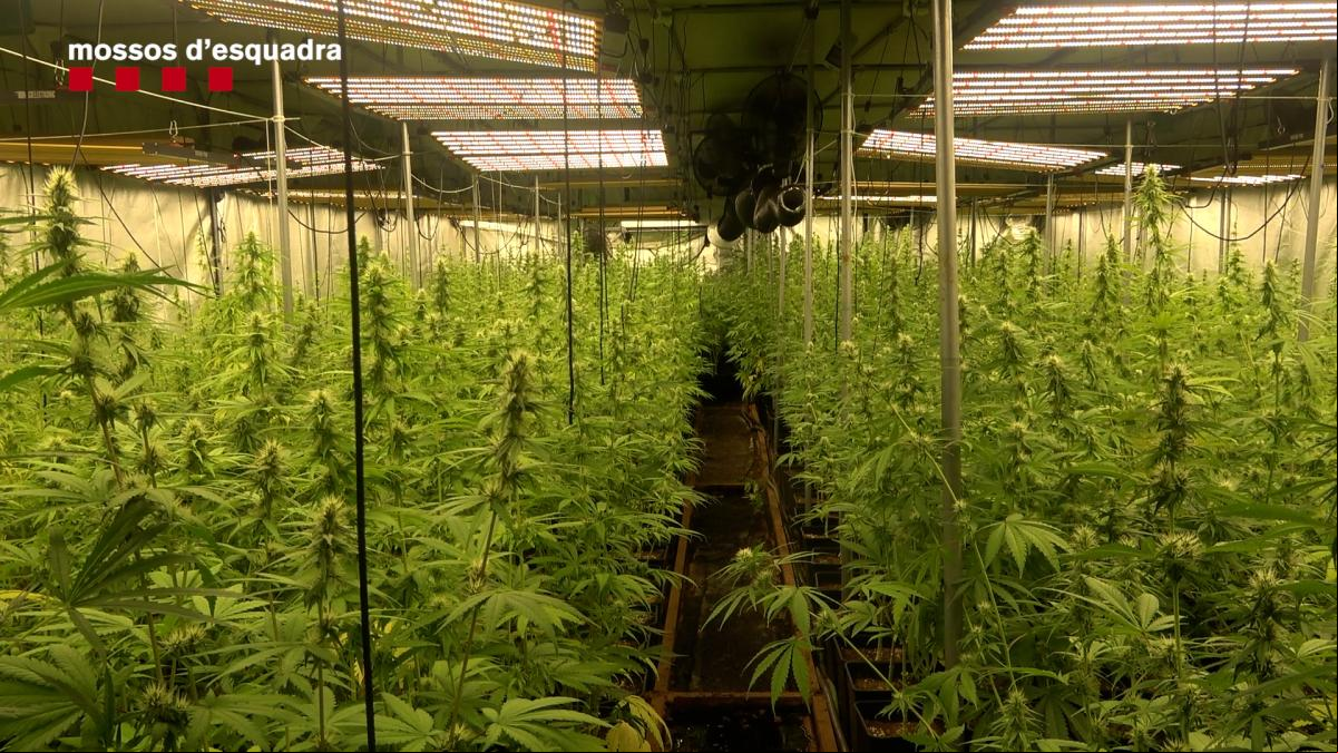 Detenido un empresario de Figueres que dirigía una red que exportaba marihuana a Marsella