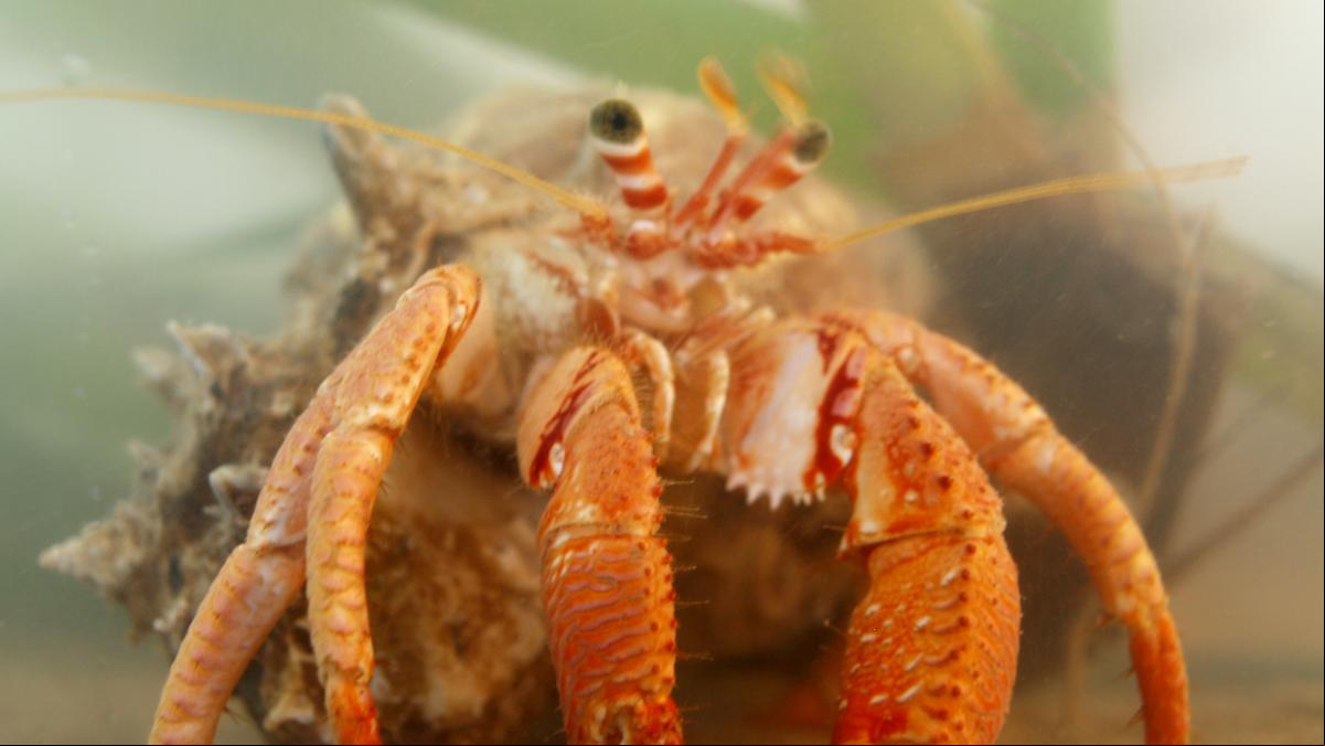 El ruido también perjudica a los animales invertebrados marinos