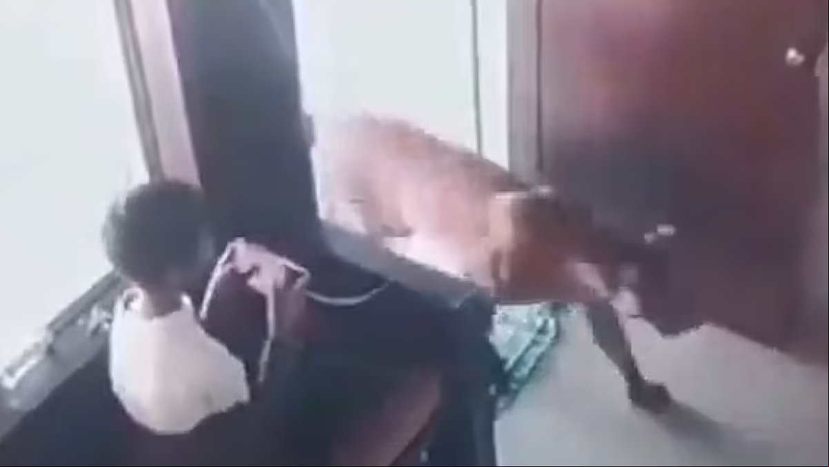 La valiente y serena reacción de un niño de 12 años al ver que un leopardo entra en la misma sala dónde está él