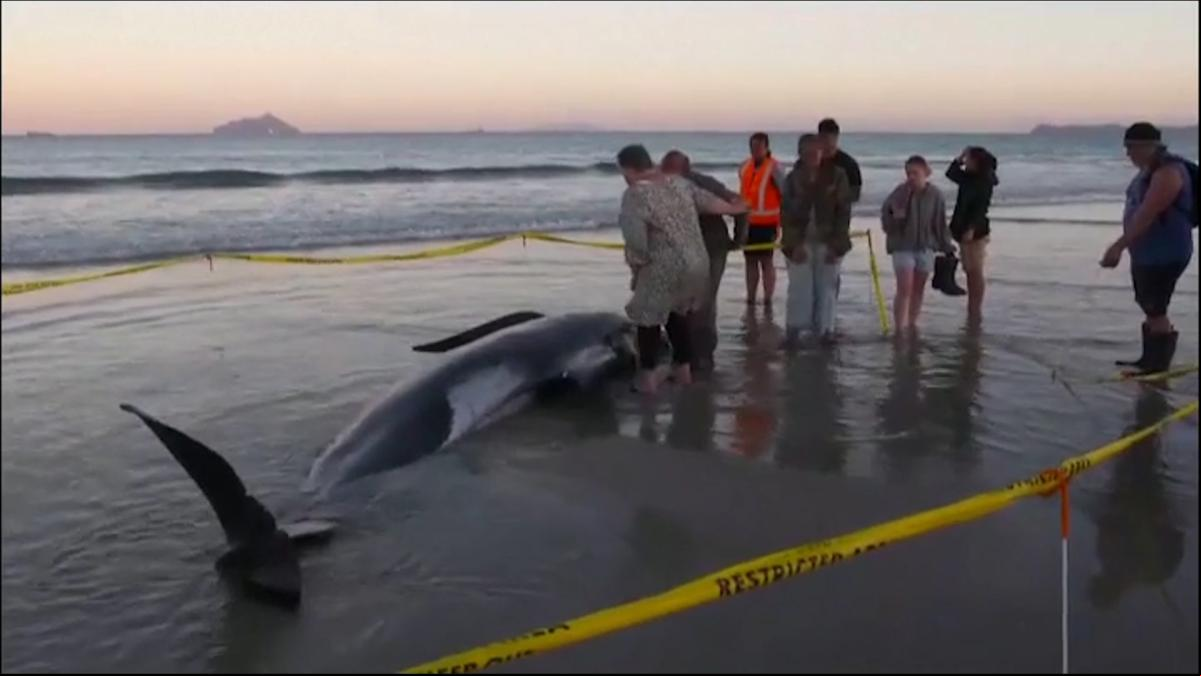 Una treintena de ballenas piloto vuelven al mar tras quedar varadas en una playa de Nueva Zelanda