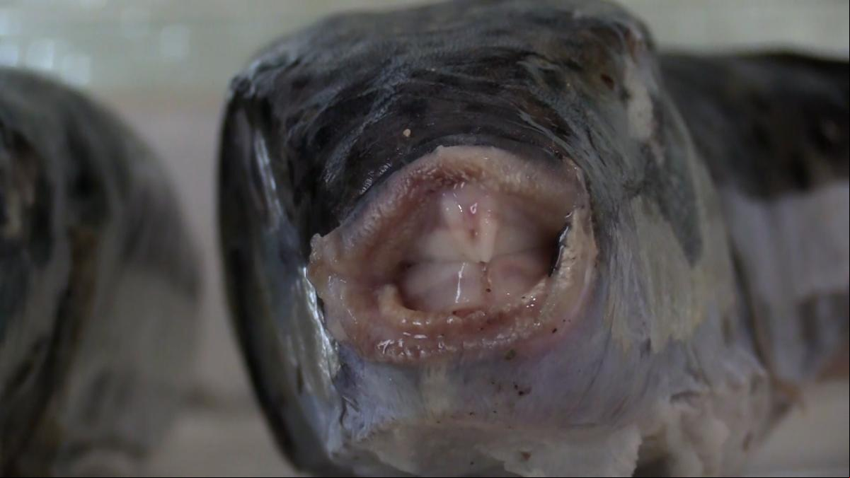 Así son las pirañas del Mediterráneo: el invasivo pez globo tóxico que se come la pesca