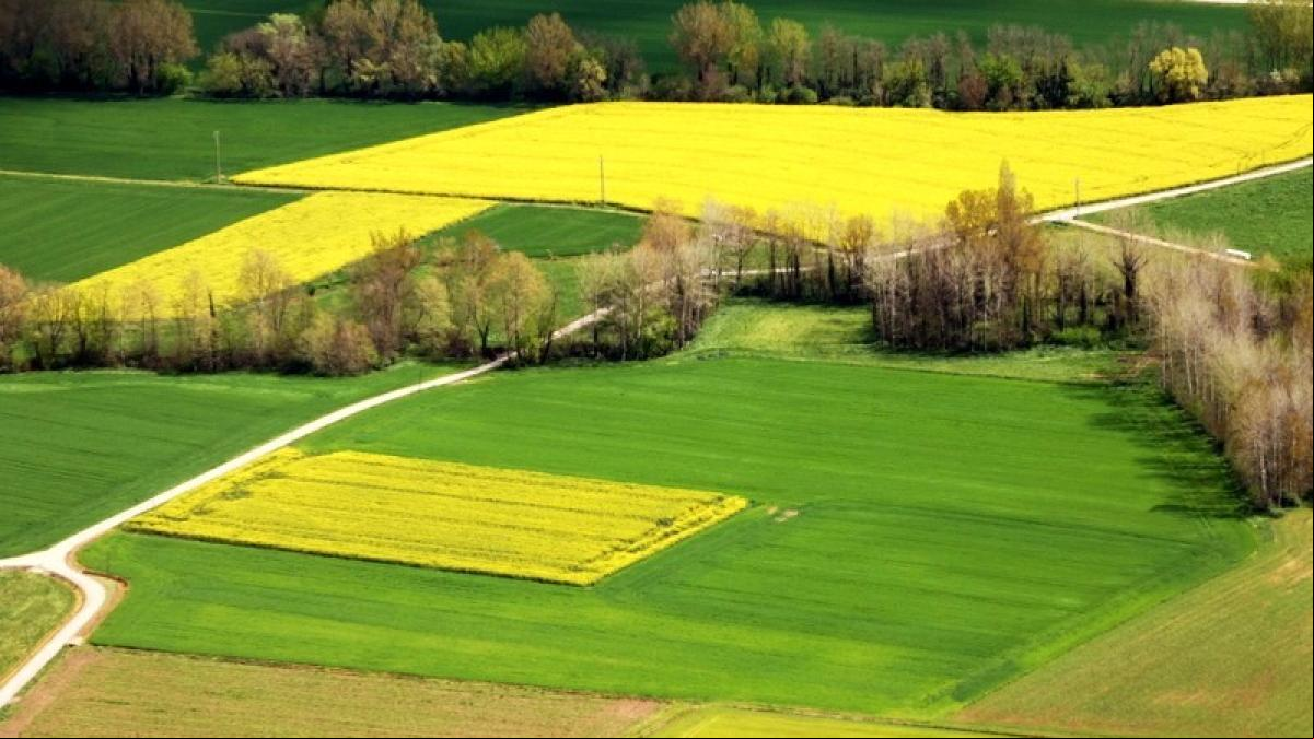 Alfombras primaverales en la Vall den Bas