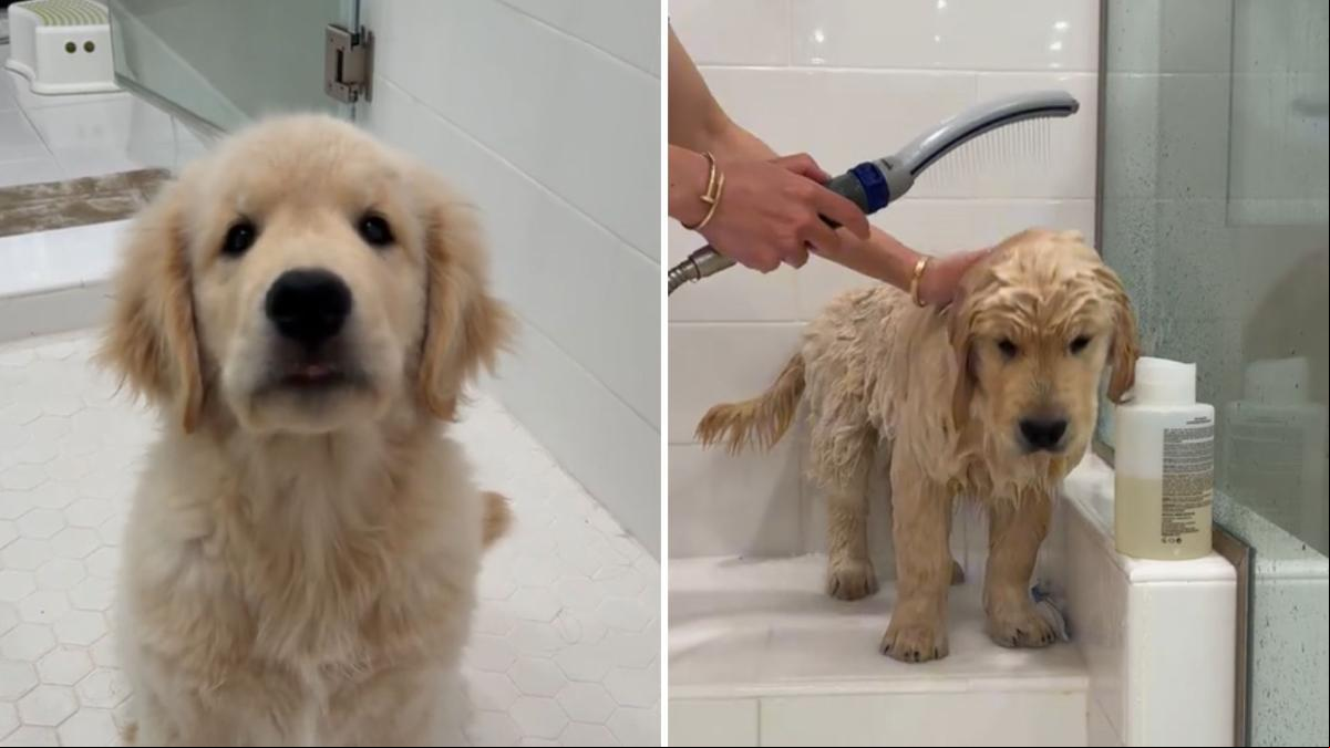 Enseña el primer baño que le da a su cachorro de golden retriever y la gente enternece: “No quiero ser dramático pero moriría por él”