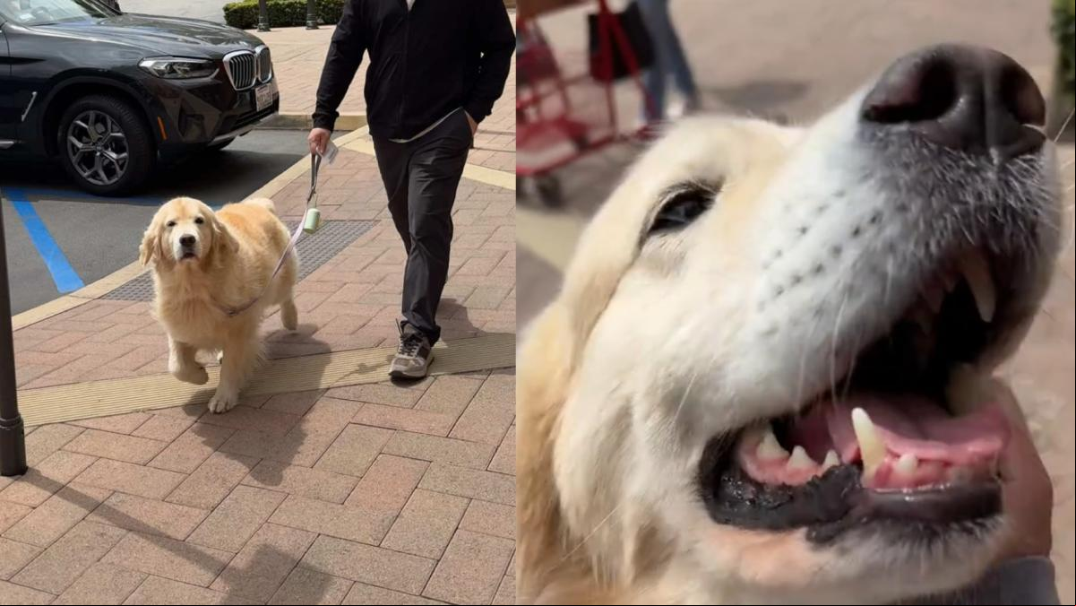 Hace una prueba para ver cuánto tarda su perro en reconocerle y el resultado es conmovedor: “Ahora estoy convencida de que nos encontraremos el uno al otro en todas las vidas”
