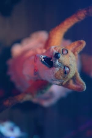 Dragfox
