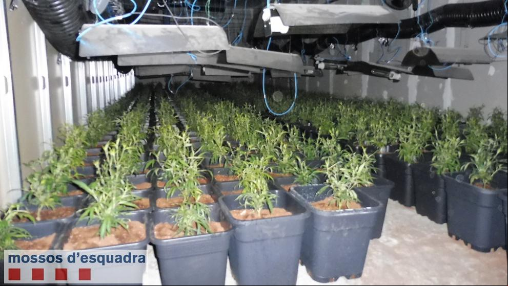 Tres detenidos por cultivar 2.000 plantas de marihuana en Torà