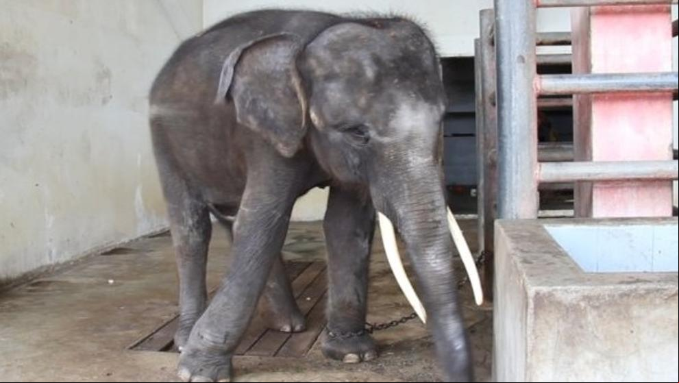 Si viajas a Tailandia no visites zoos maltratadores como este Si viajas a Tailandia no visites zoos maltratadores como este