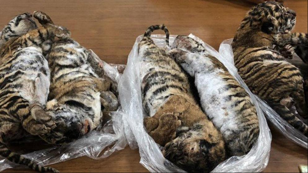 Llevaban siete tigres congelados en el interior de un coche Llevaban siete tigres congelados en el interior de un coche