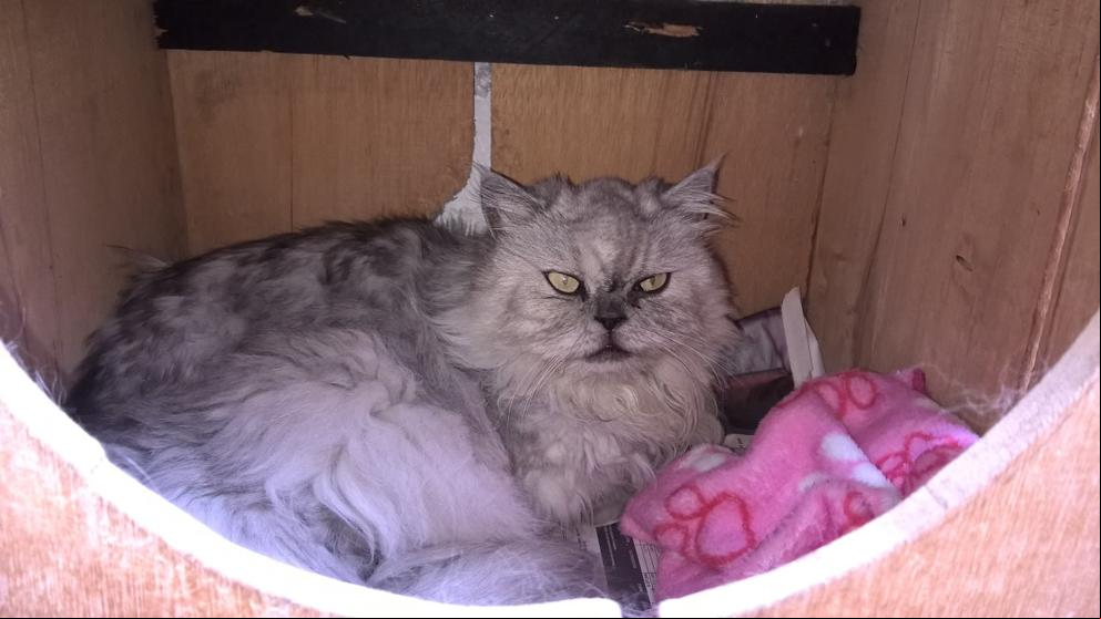 Mimi, la gata que sobrevivió a un maltrato
