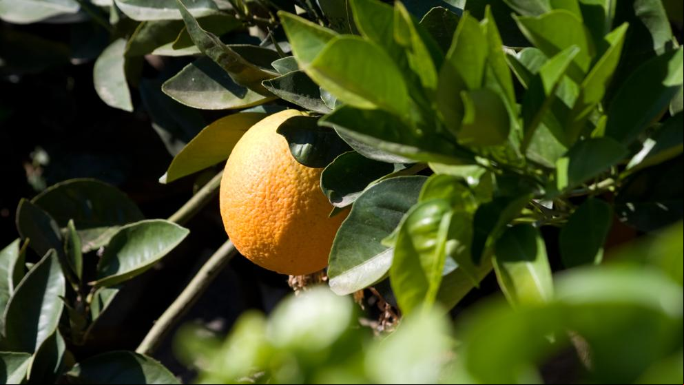 Cinco investigados por contrataciones irregulares en la recogida de naranja