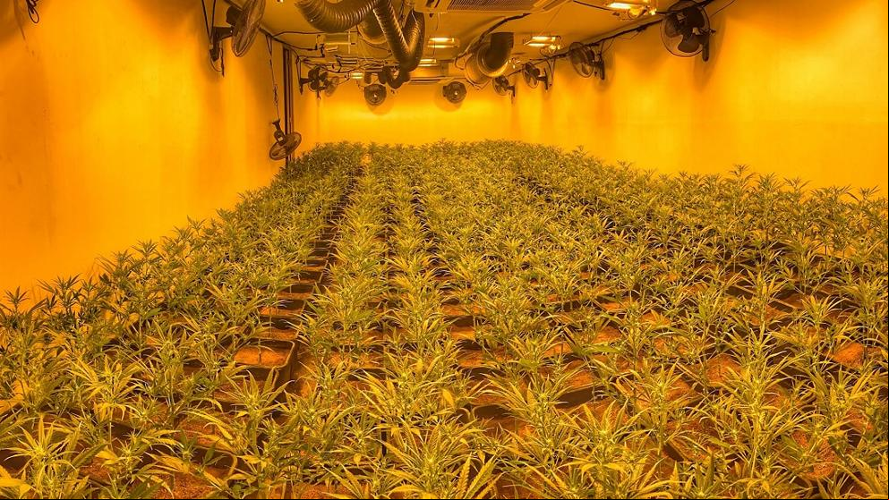 La marihuana como bien de primera necesidad